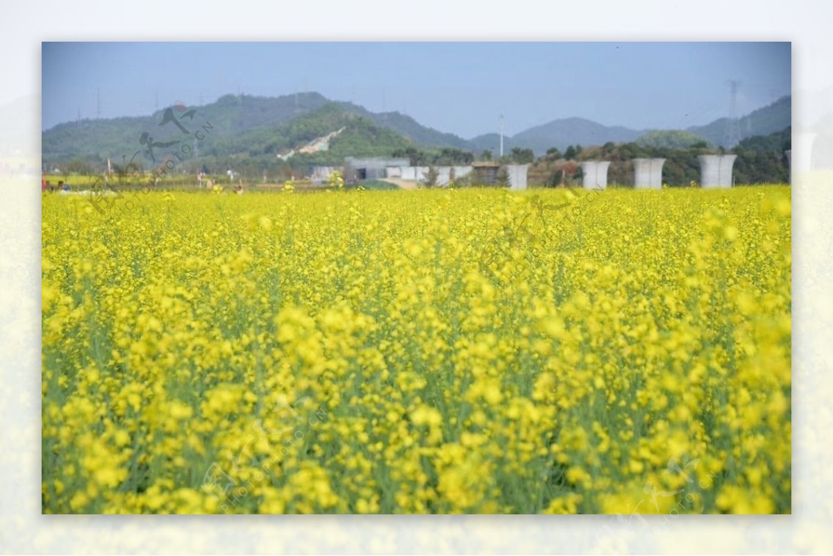 油菜花