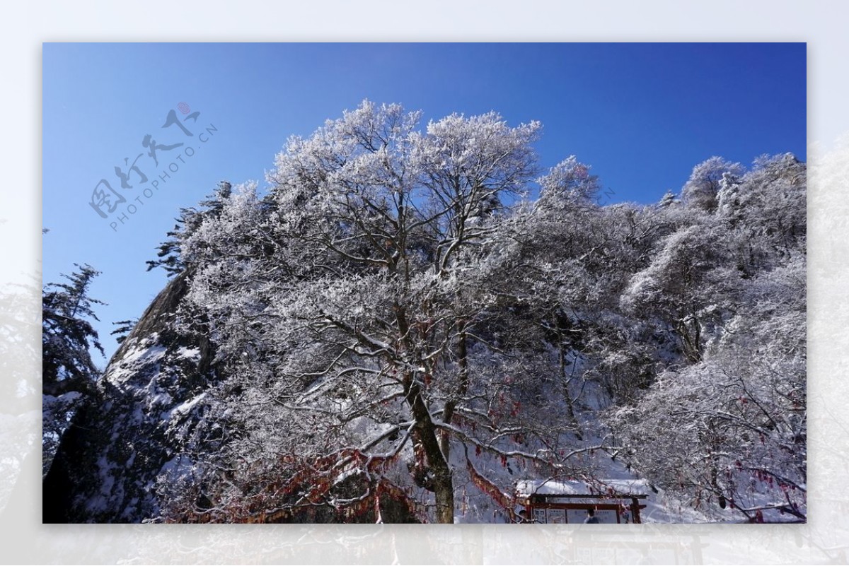 冬日满树的雪
