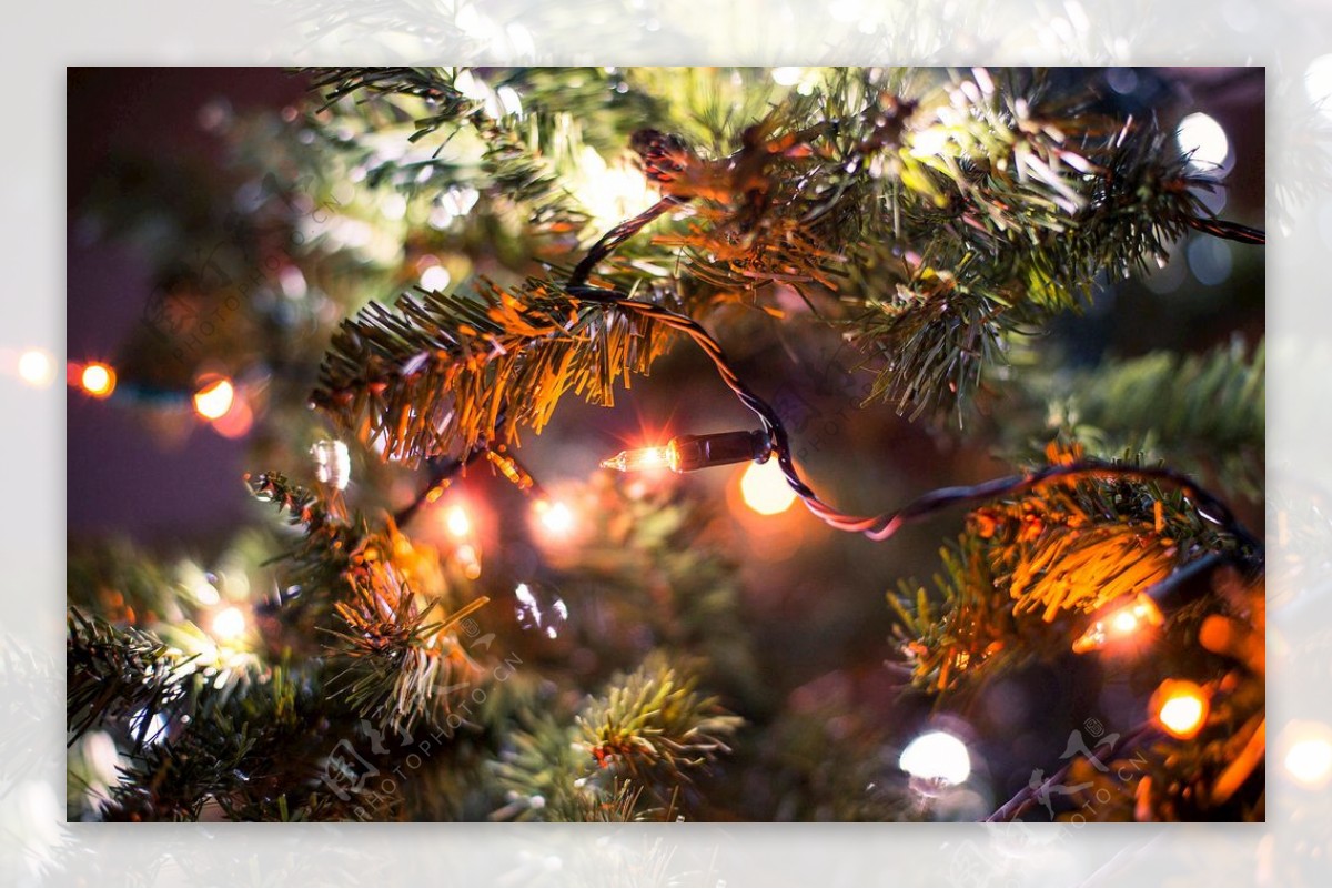 圣诞树和灯