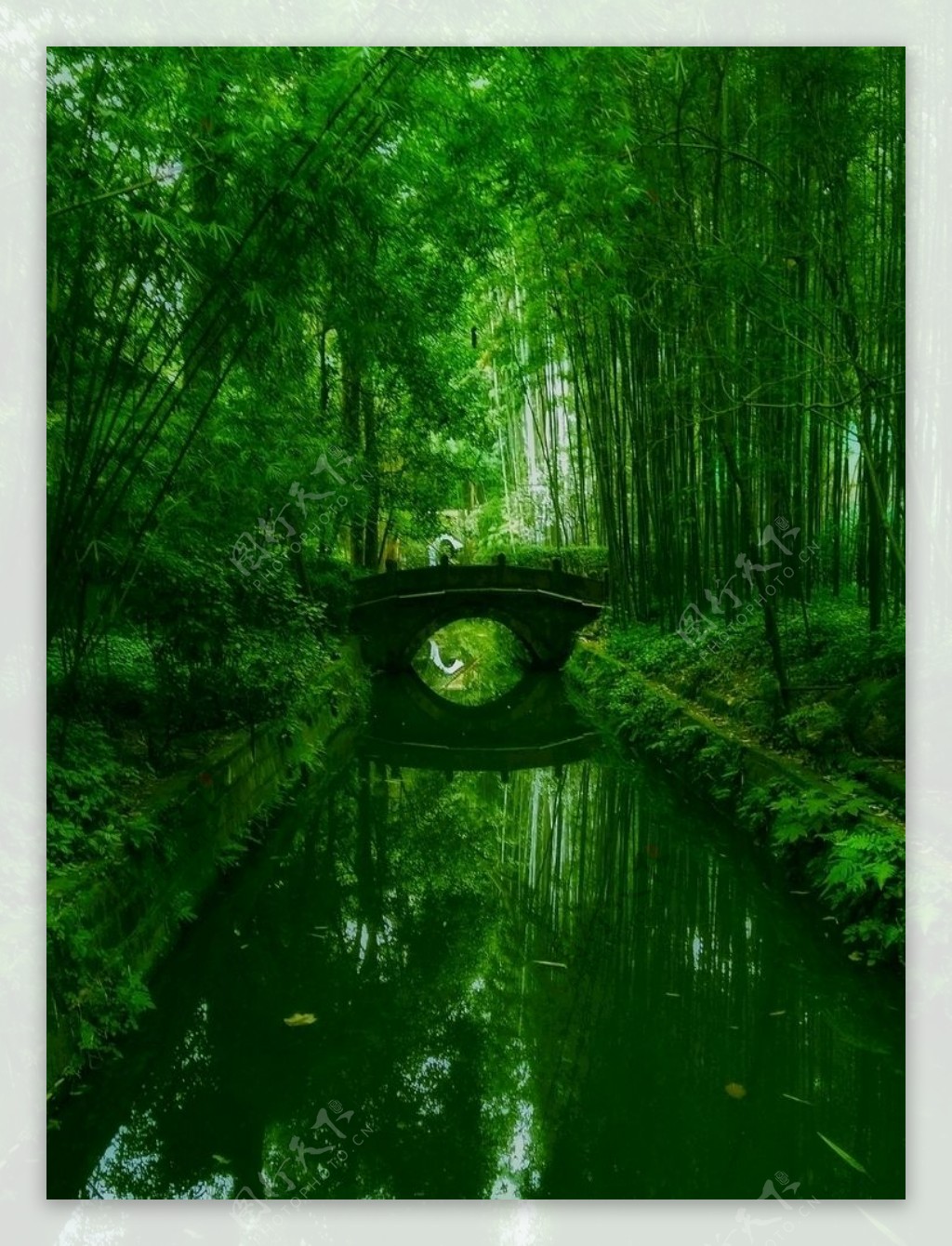 竹子大树小拱桥绿色清新