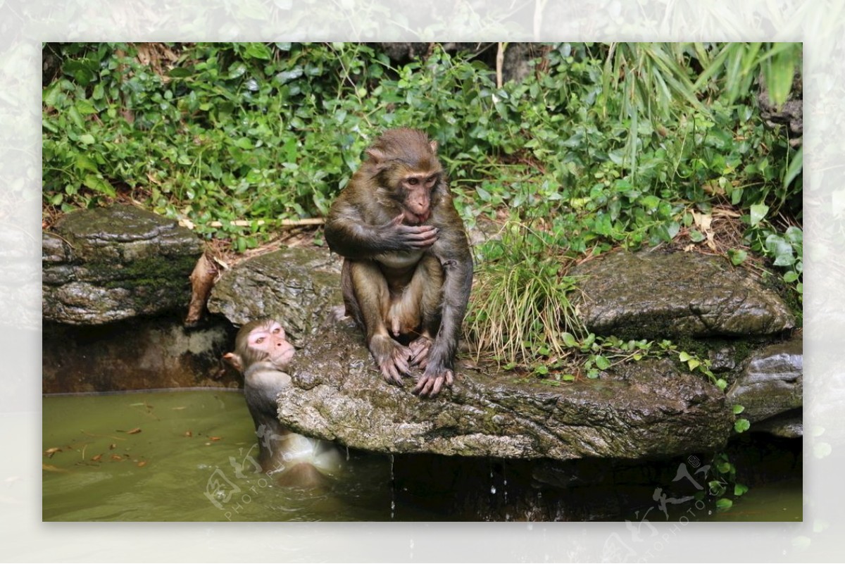 猴子戏水