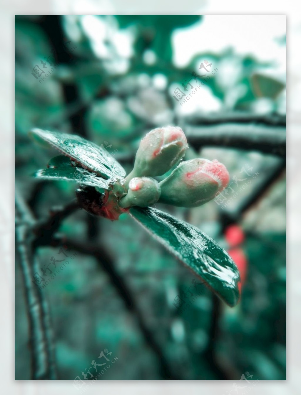 木桃花苞下雨雨珠莫兰迪