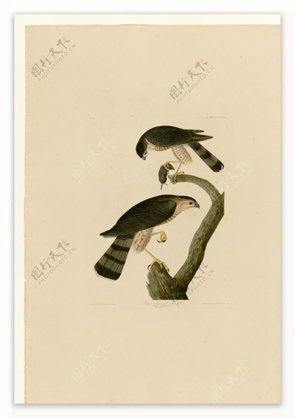 手绘插画鸟鸟类图鉴图谱