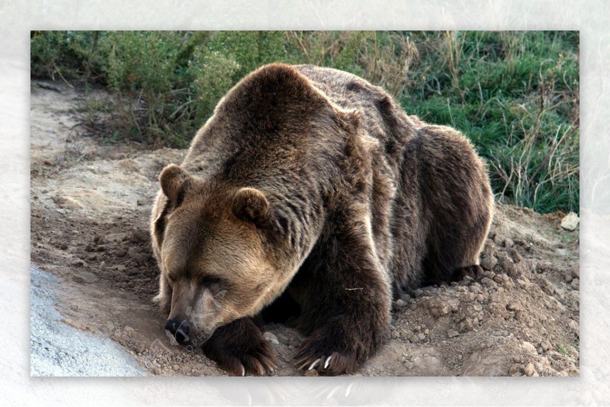 熊 棕熊 纵向 - Pixabay上的免费图片 - Pixabay