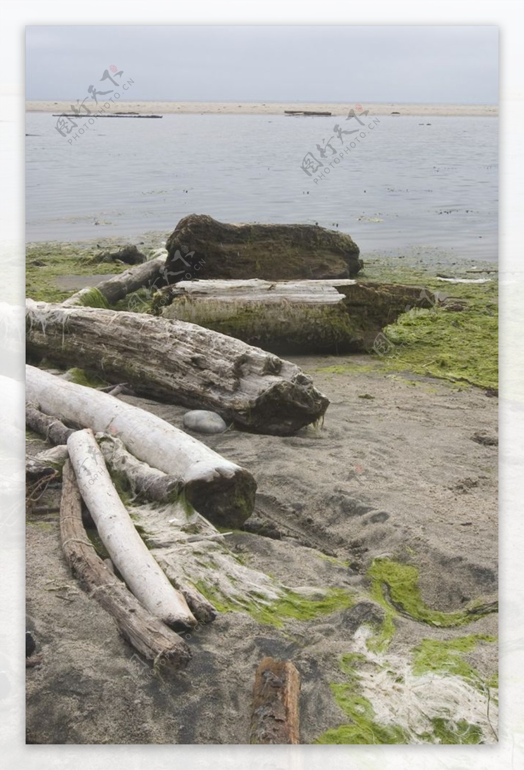 海滩上绿苔烂木头背景