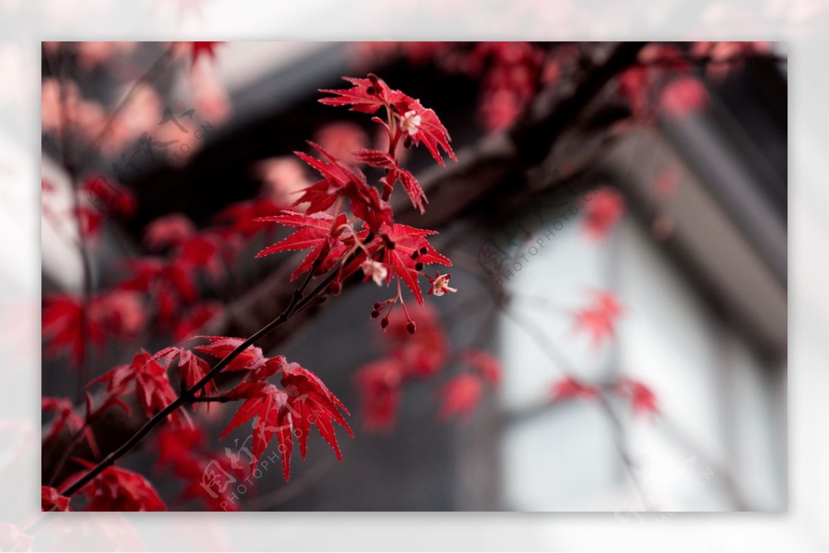 枫叶红枫树冬天秋天