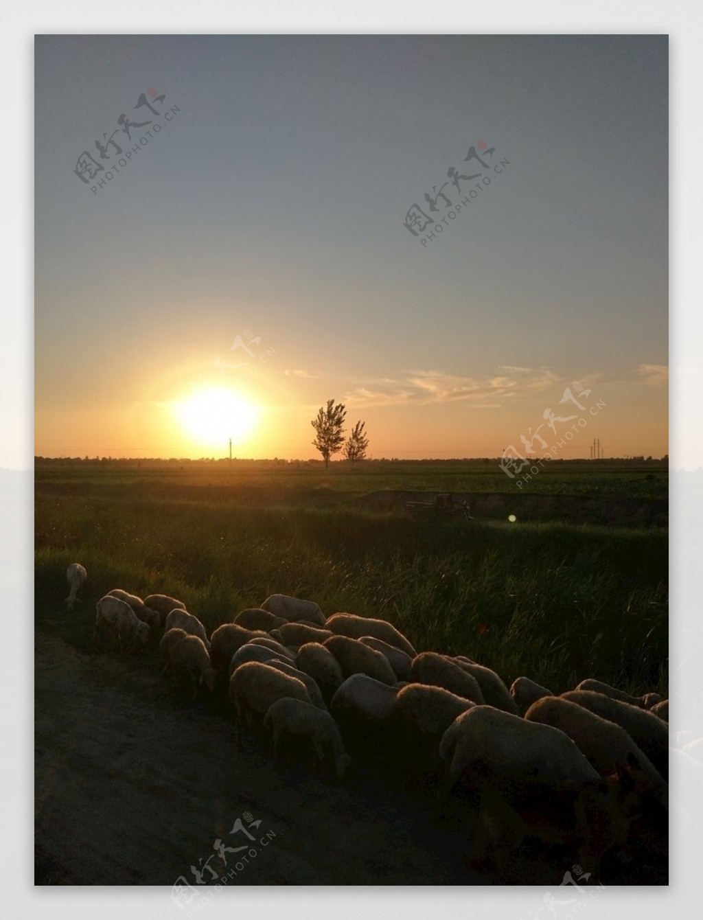 夕阳羊群草地