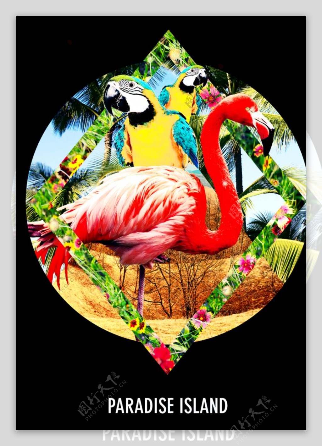 火烈鸟鹦鹉摄影剪切潮流艺术海报