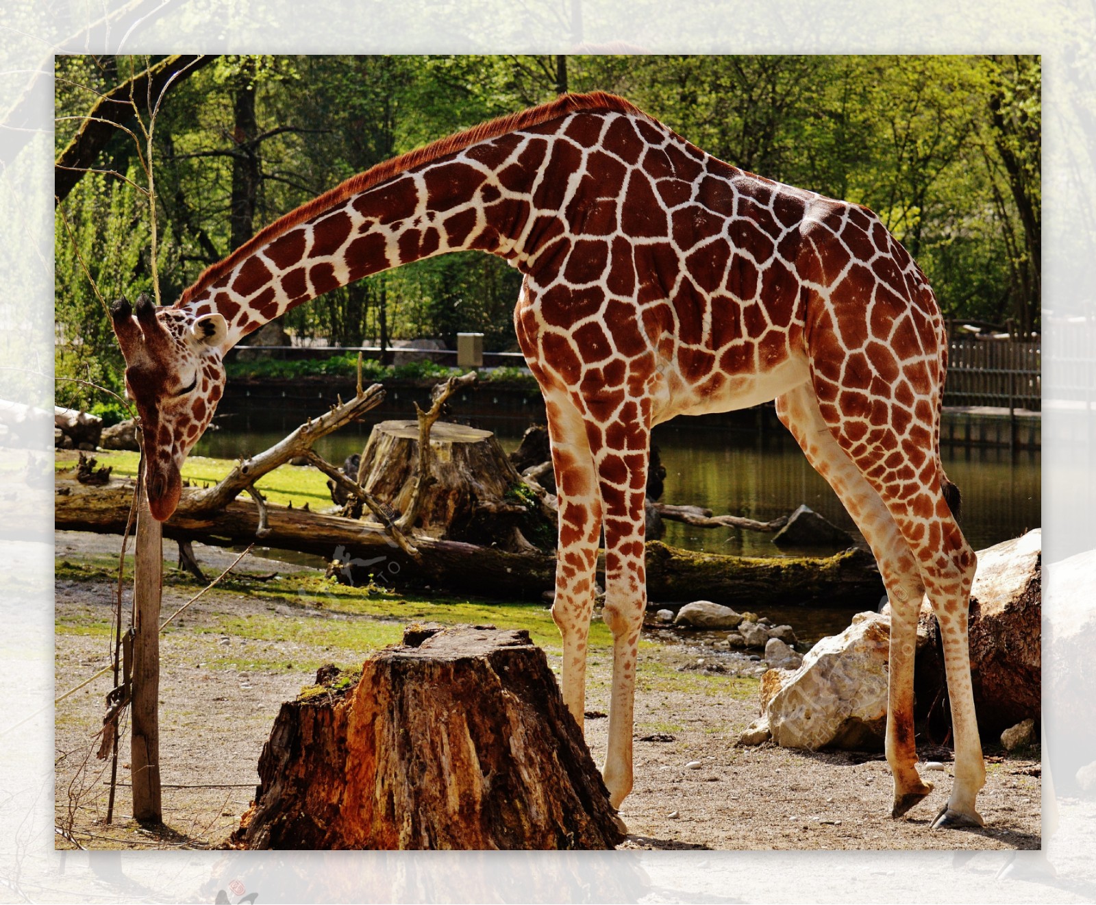 下载手机图片:动物, 长颈鹿，免费48285。