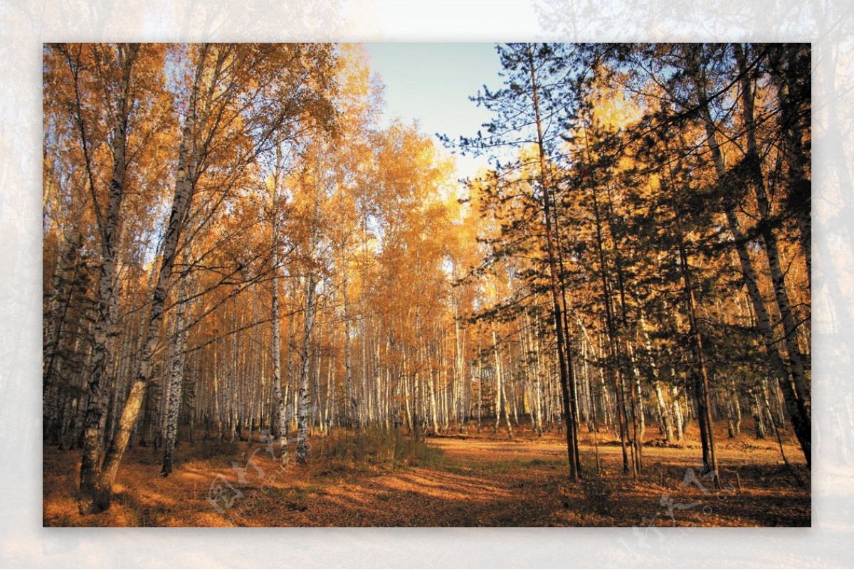 秋季树木森林