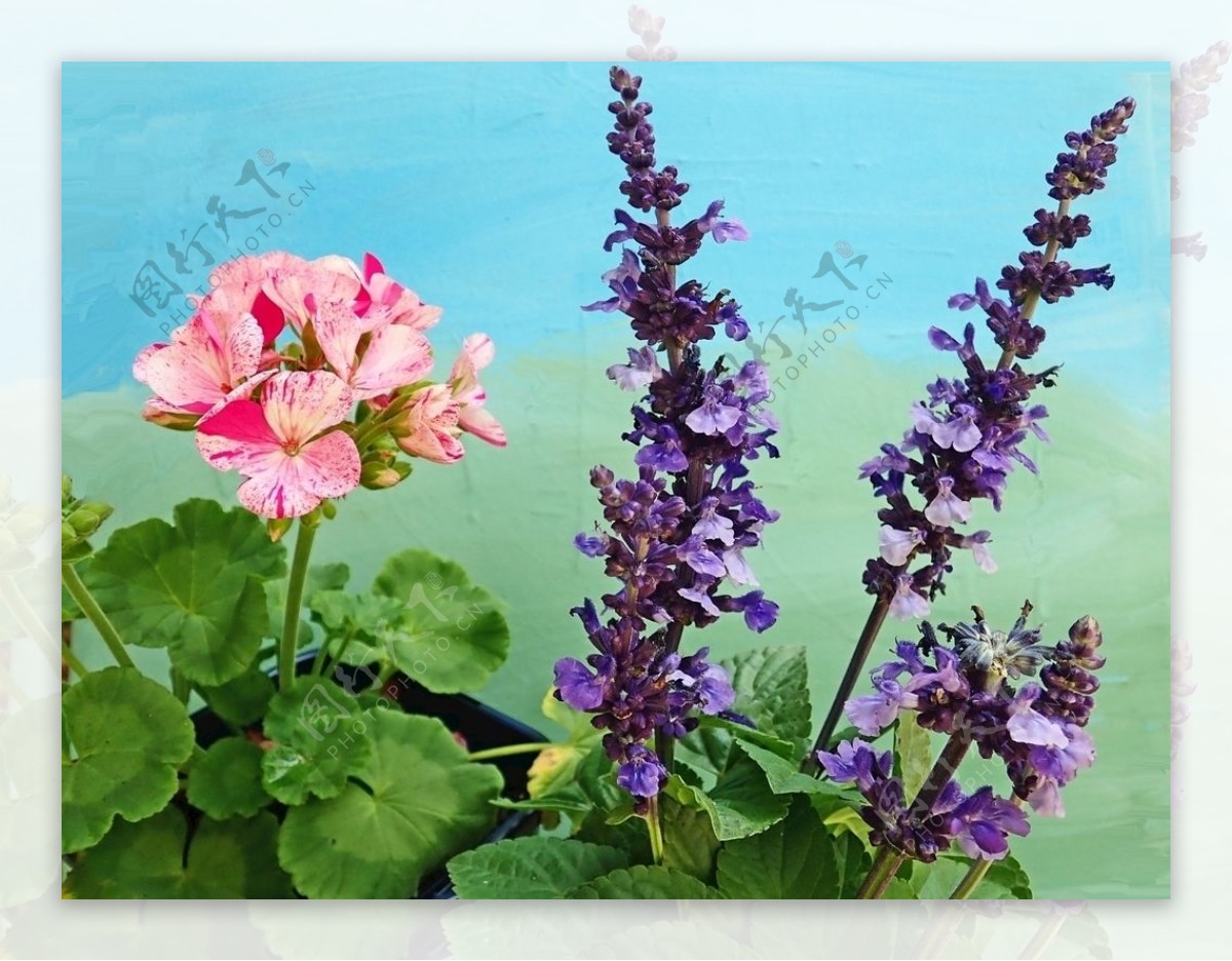 鲜花粉色天竺葵紫色植物花