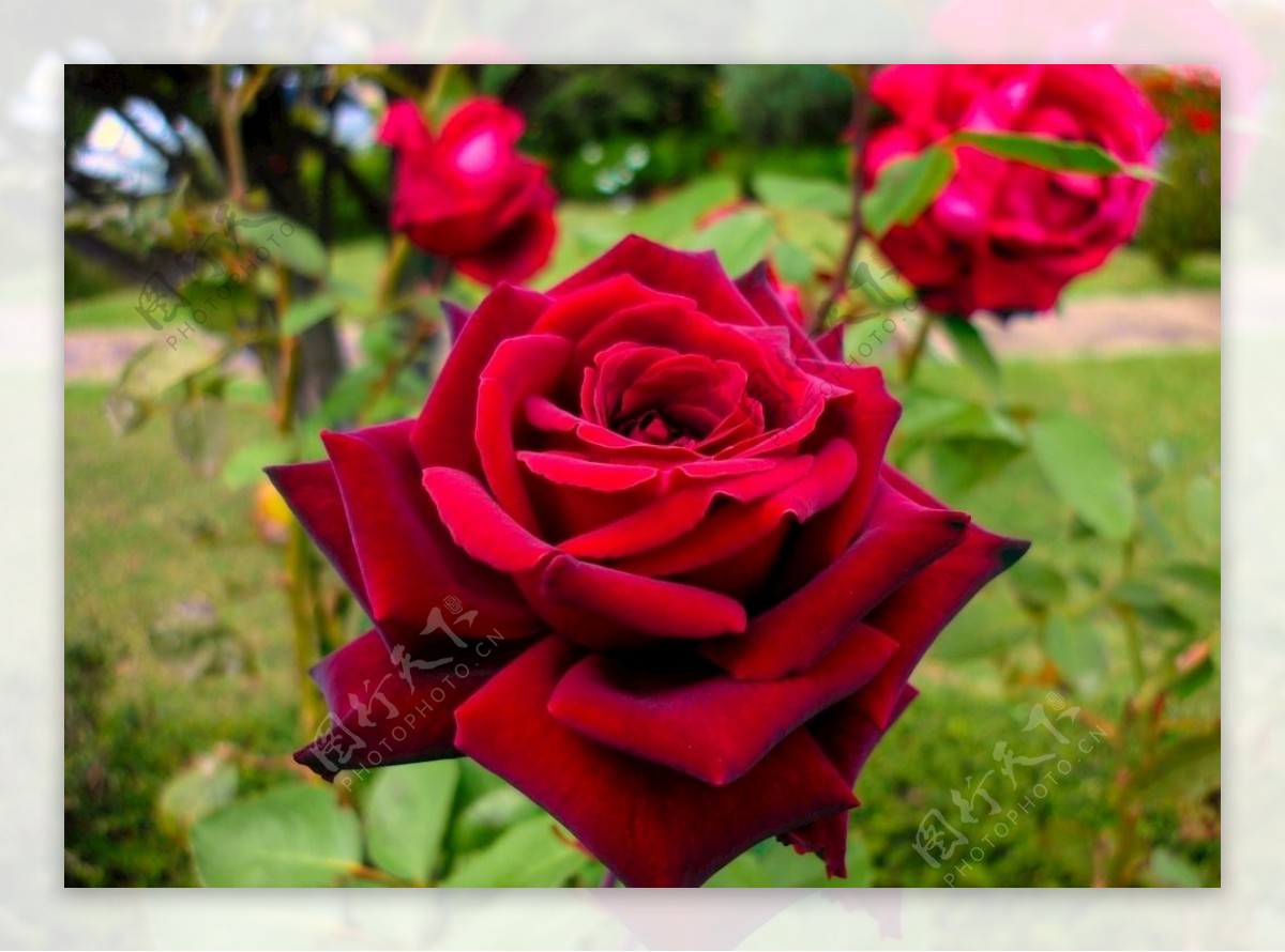 玫瑰花红色自然花的