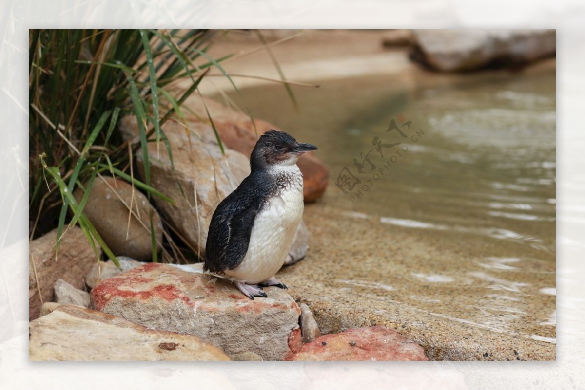 澳洲小企鹅