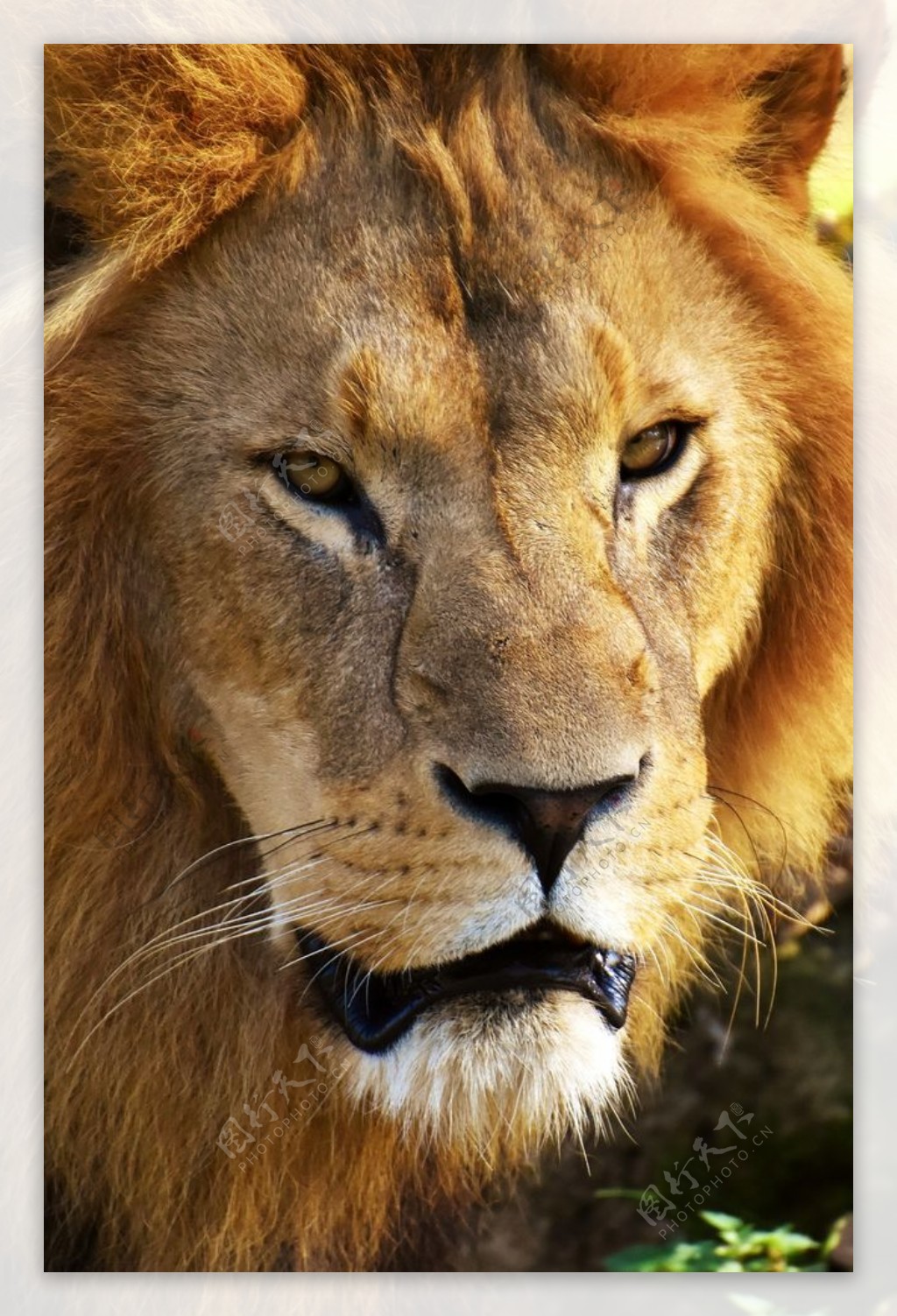 高清晰非洲母狮子壁纸