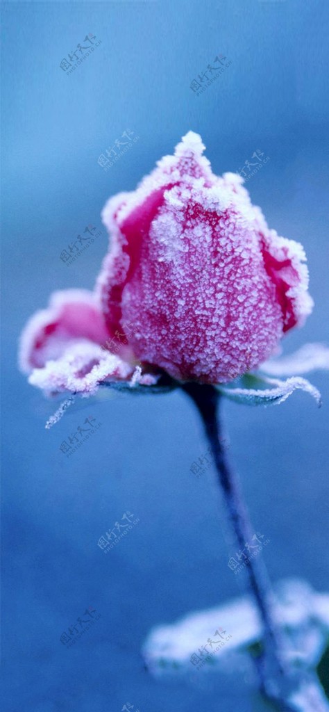 寒冷的玫瑰花