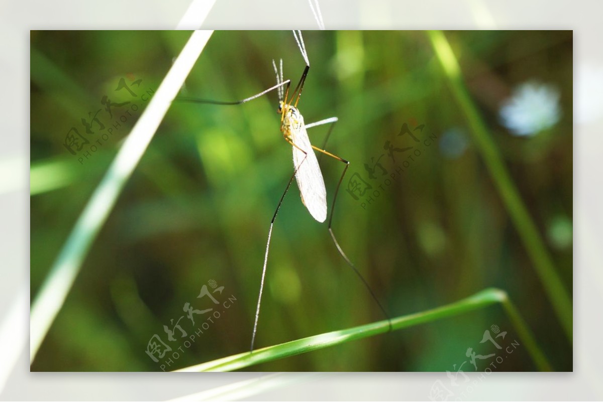 蚊子图片素材-编号14421811-图行天下