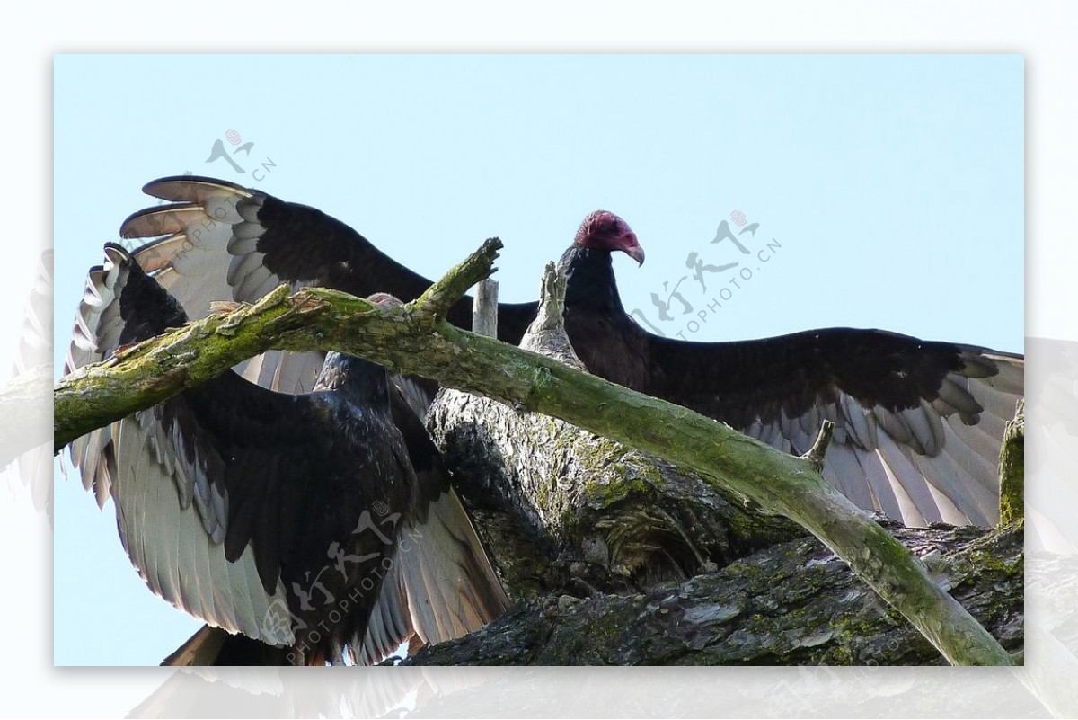 红头秃鹫, Sarcogyps calvus, 智世虎保护区, 中央邦印度高清摄影大图-千库网
