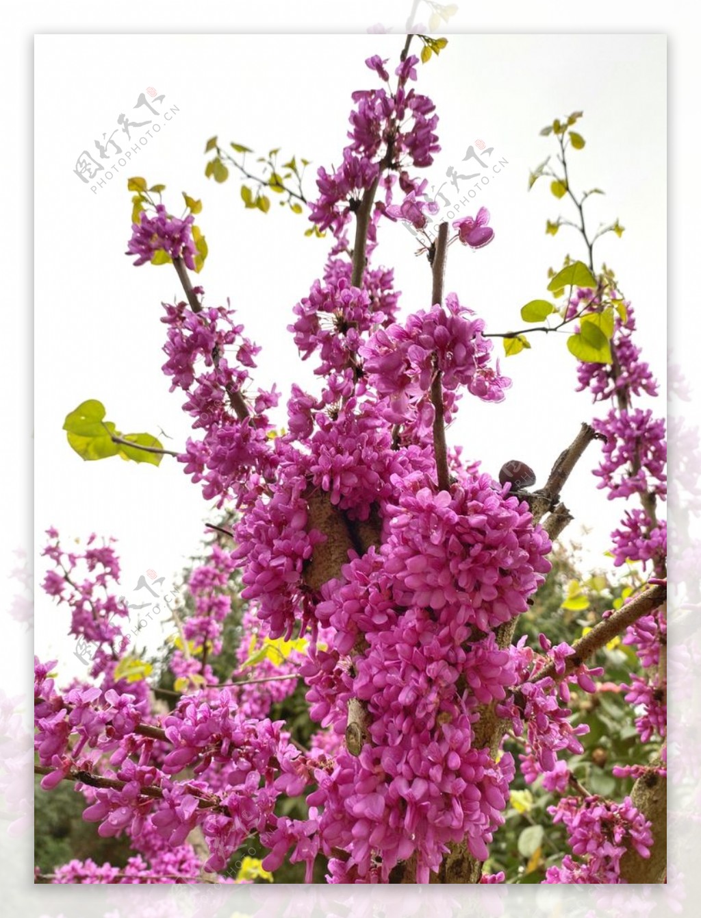 紫色花簇