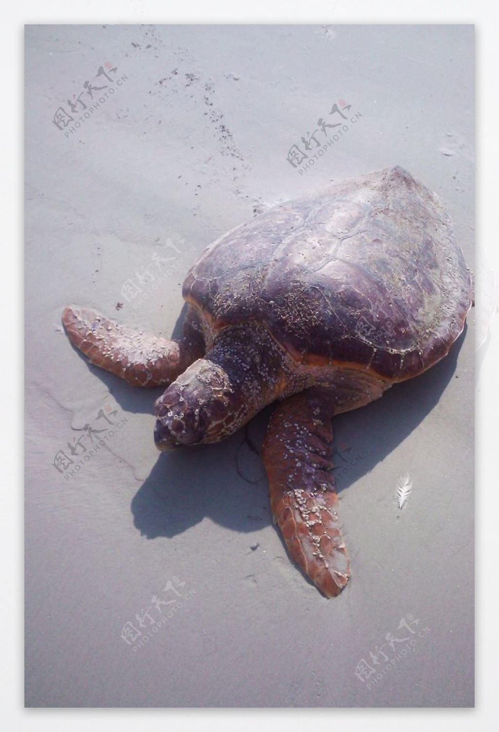 小棱皮龟向特立尼达的阳光游去照片摄影图片_ID:155131315-Veer图库