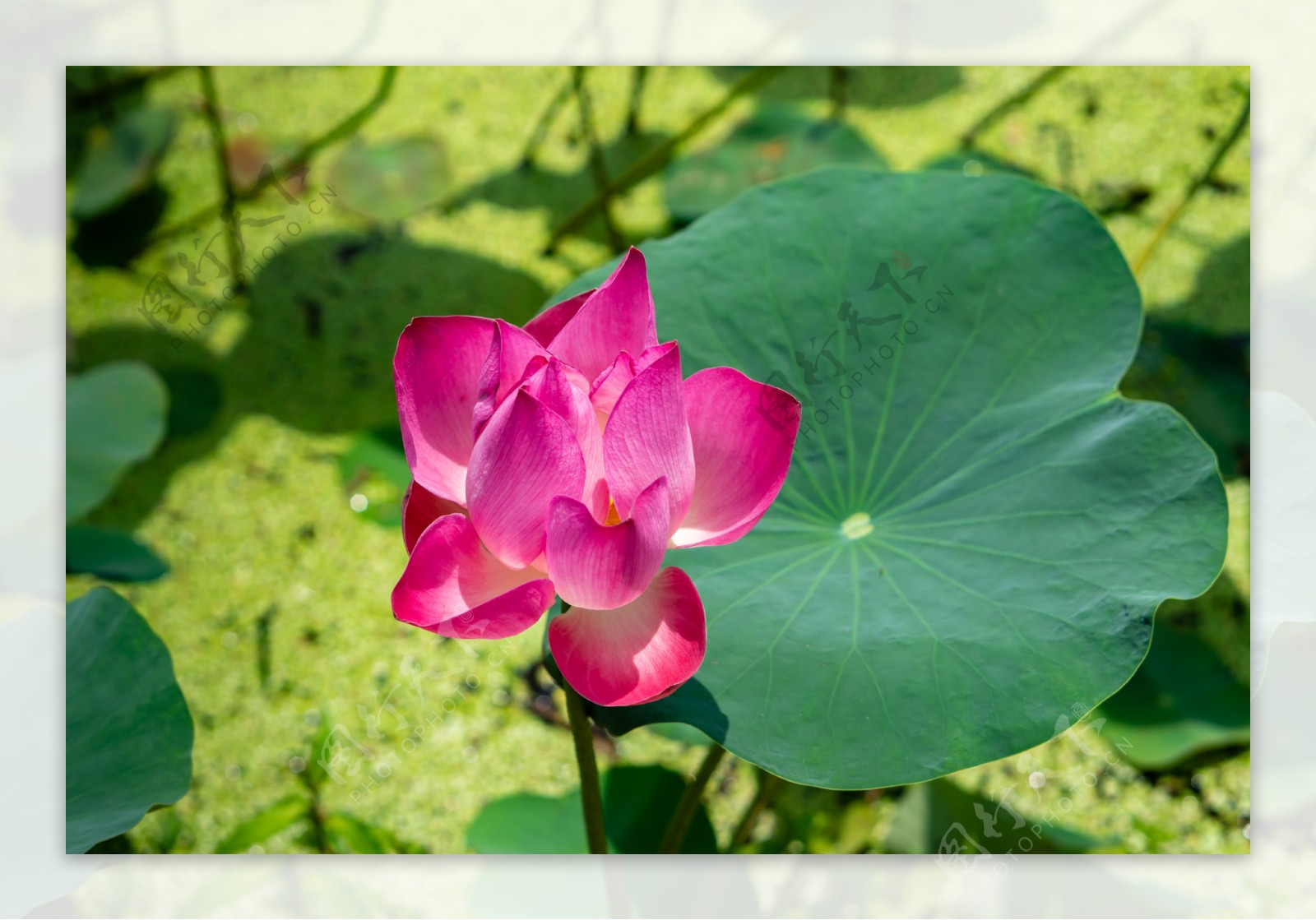 莲花荷花花园里叶子