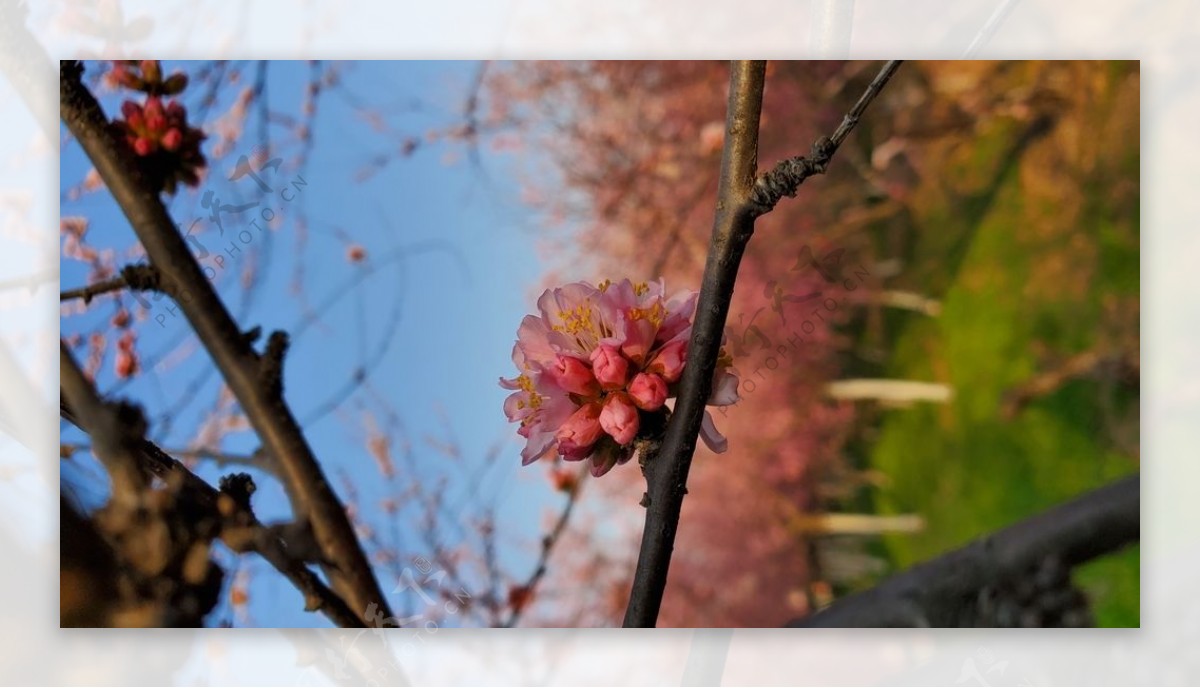 梅花桃花花壁纸桌面樱