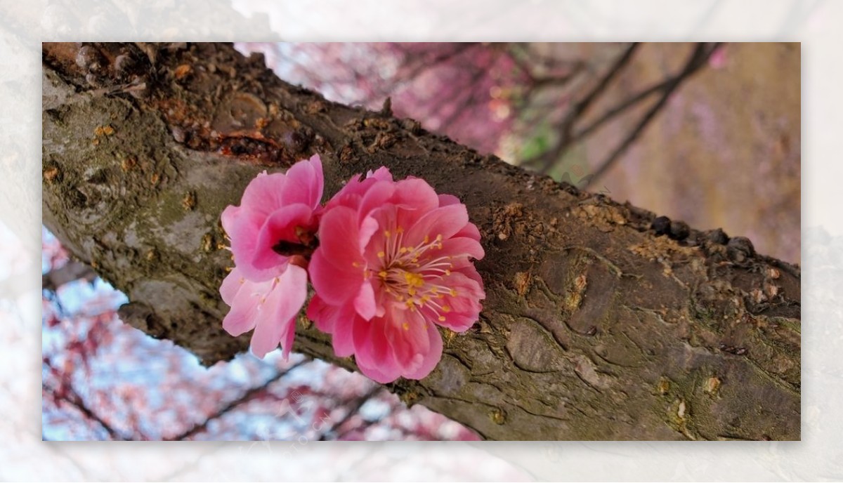 梅花桃花花壁纸桌面樱