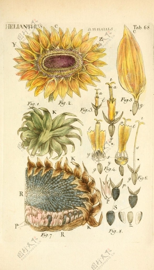 土黄背景的植物插画