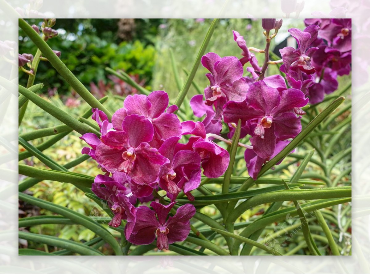 兰花鲜花植物学开花紫色