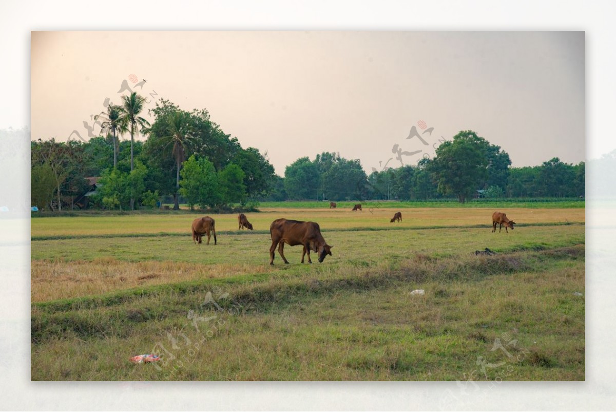 景观牛自然越南绿色
