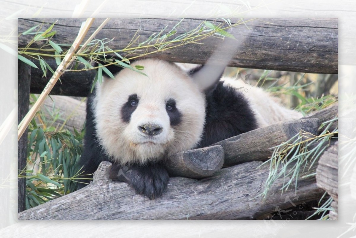 熊猫高清照片