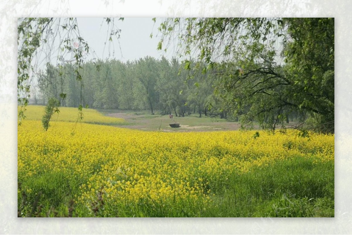 油菜花杨柳岸