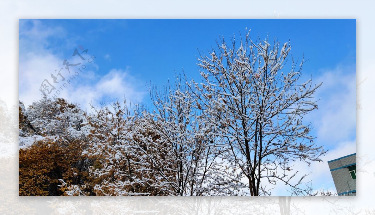 新疆雪景