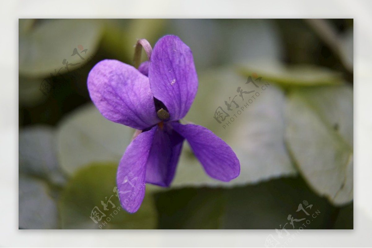 紫罗兰色花