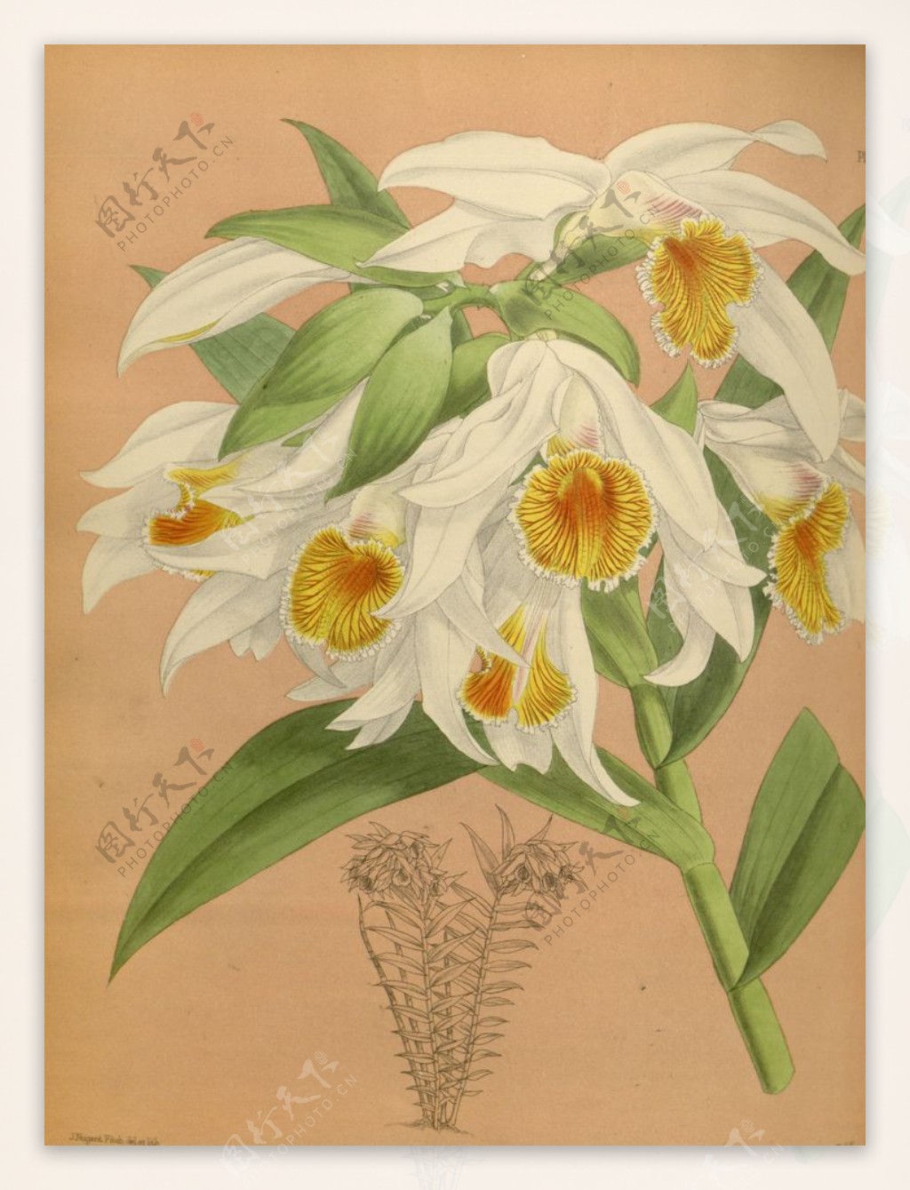 白花植物素材插画