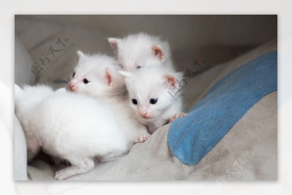 猫白猫家猫土猫小土猫