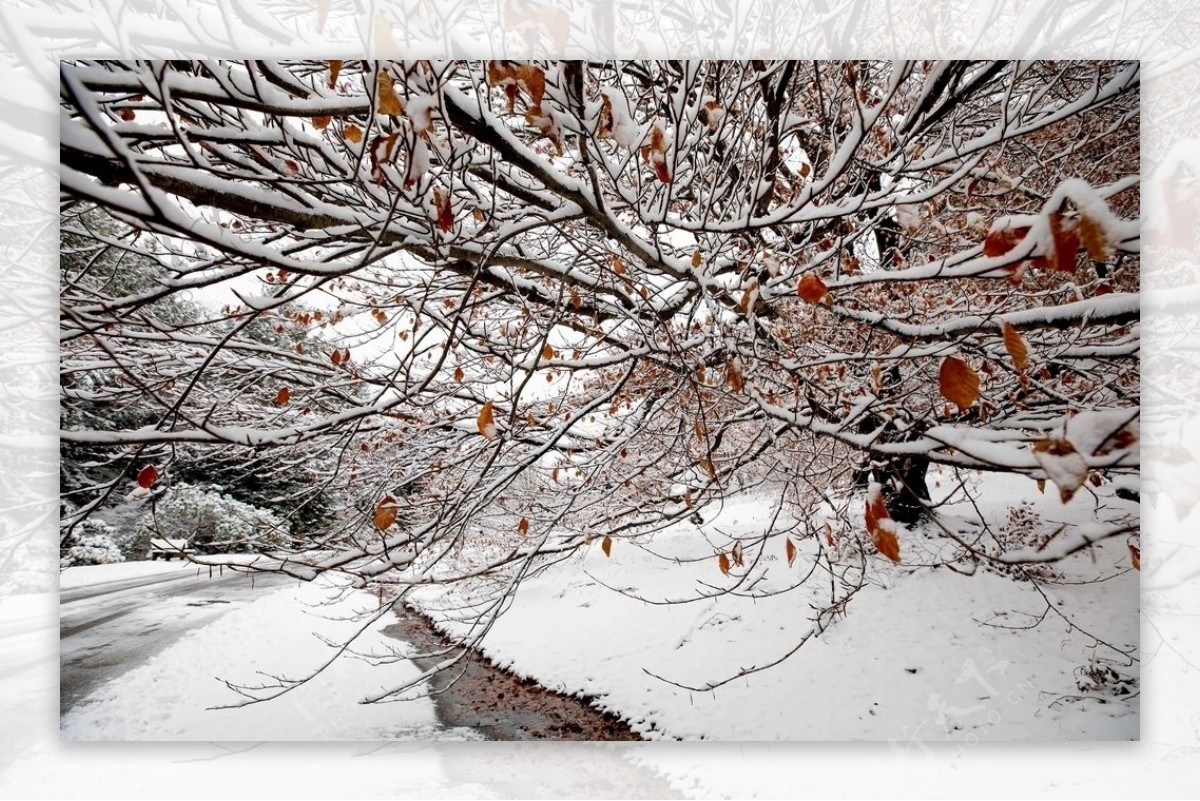 雪后的森林