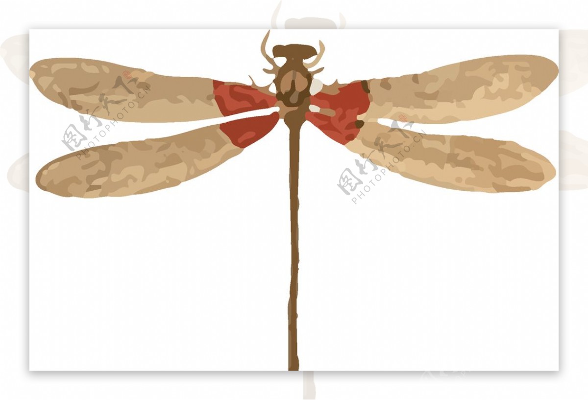 竹蜻蜓昆虫插画