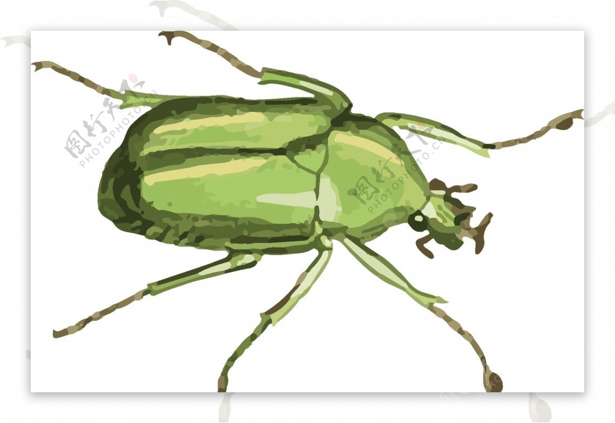 甲虫昆虫插画