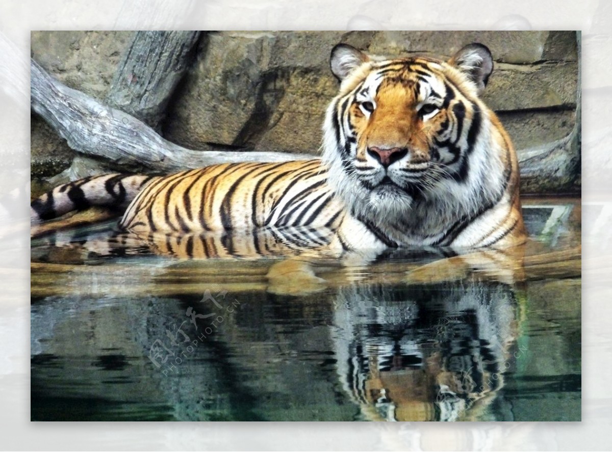 一只在水中玩耍的老虎