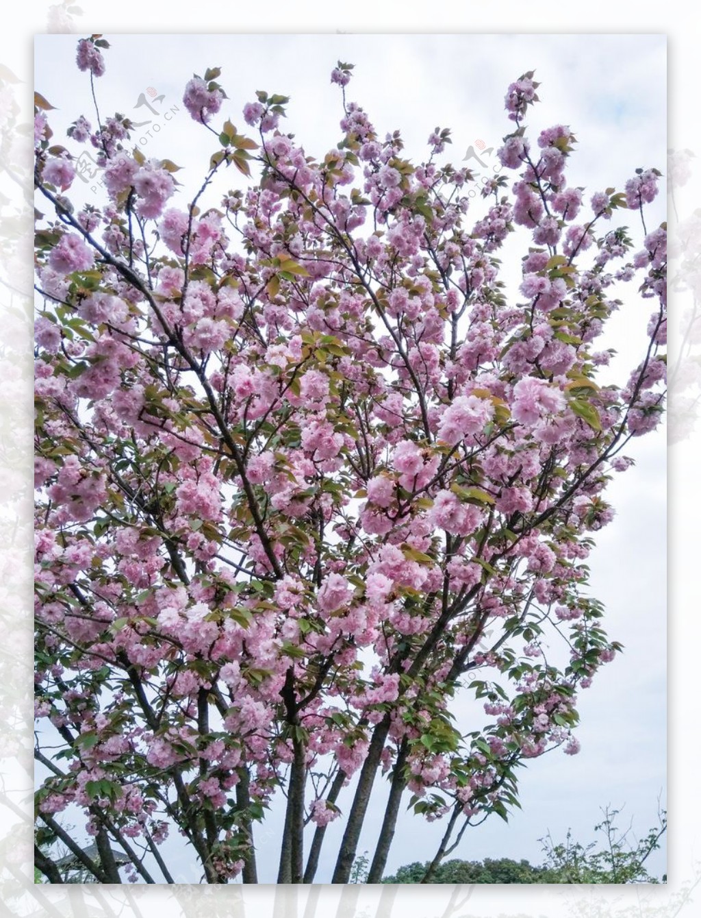 樱花树春天花朵美丽盛开