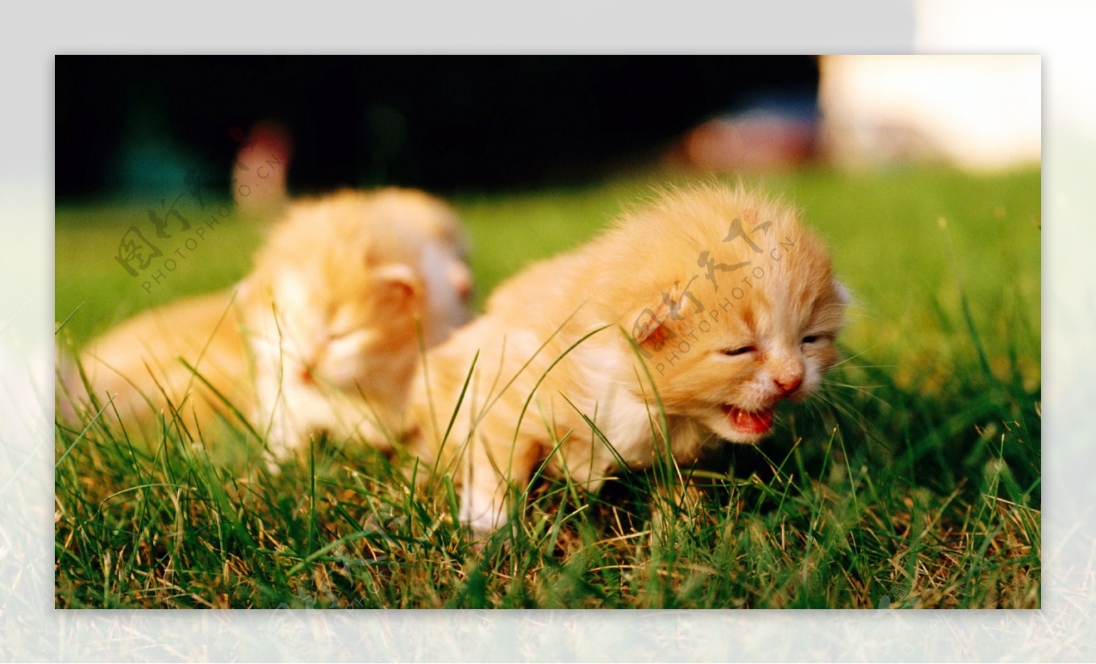 草地上可爱的小猫仔