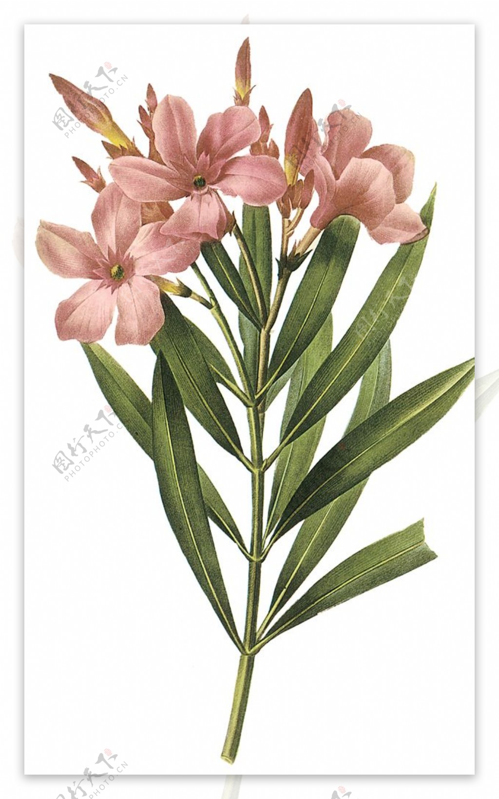 植物花卉油画装饰画