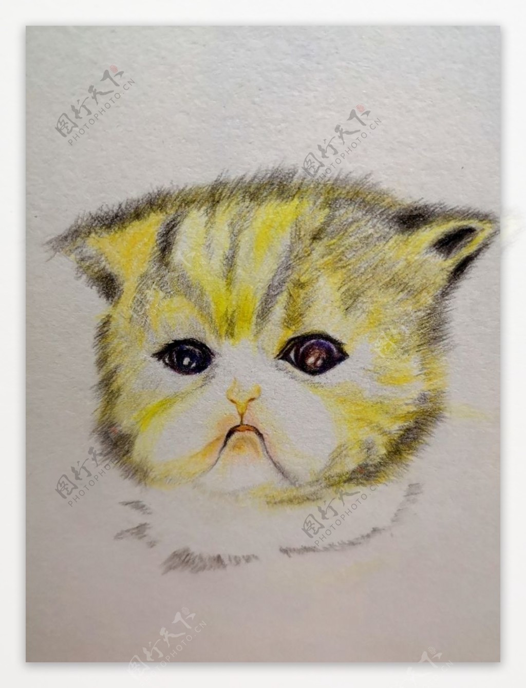 猫手绘彩铅画