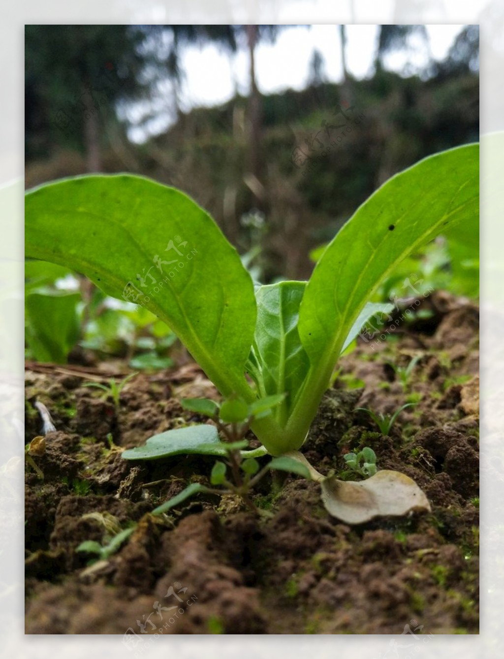 蔬菜苗蔬菜小苗菜地菜园