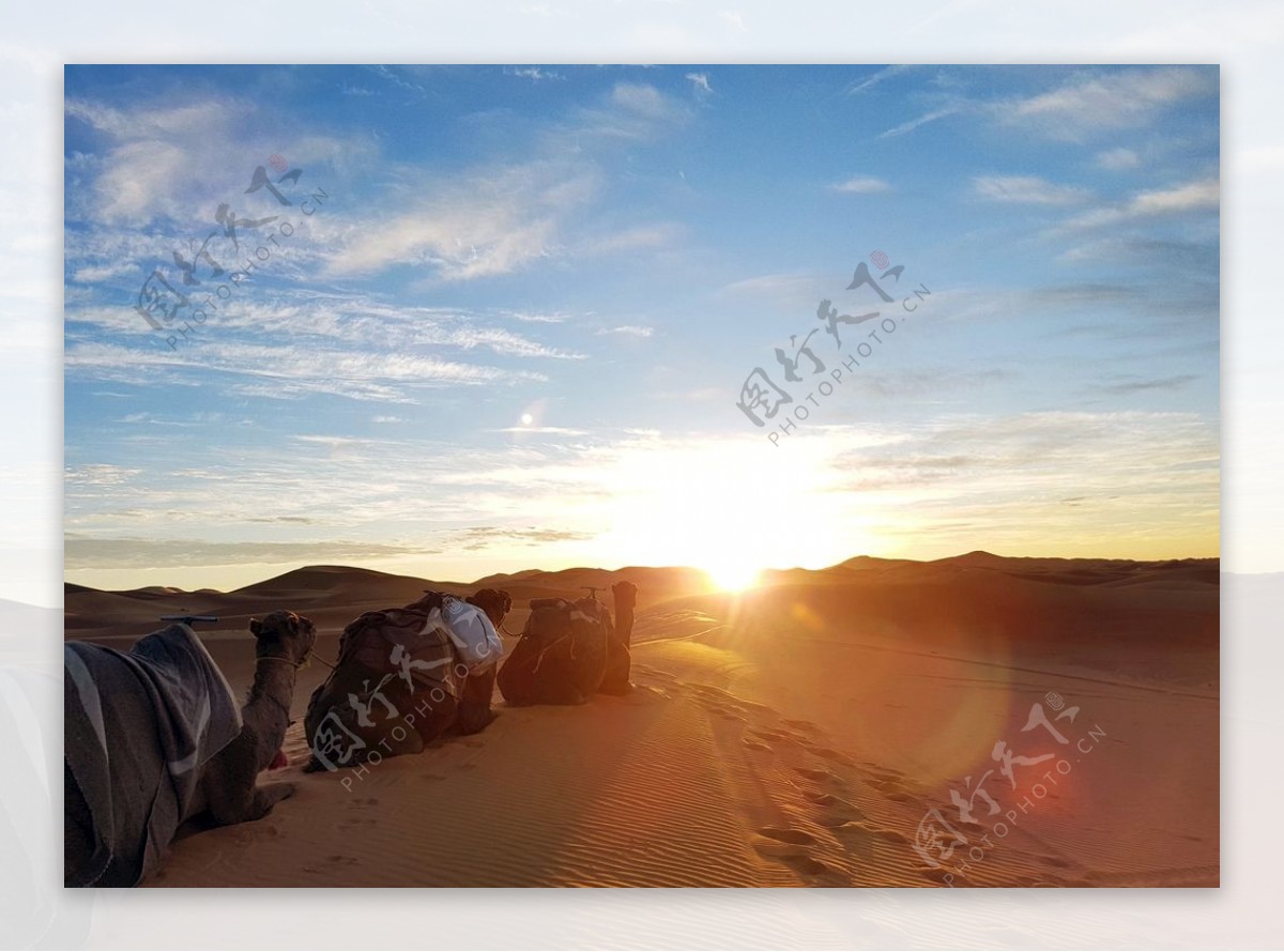 沙漠中的骆驼摄影