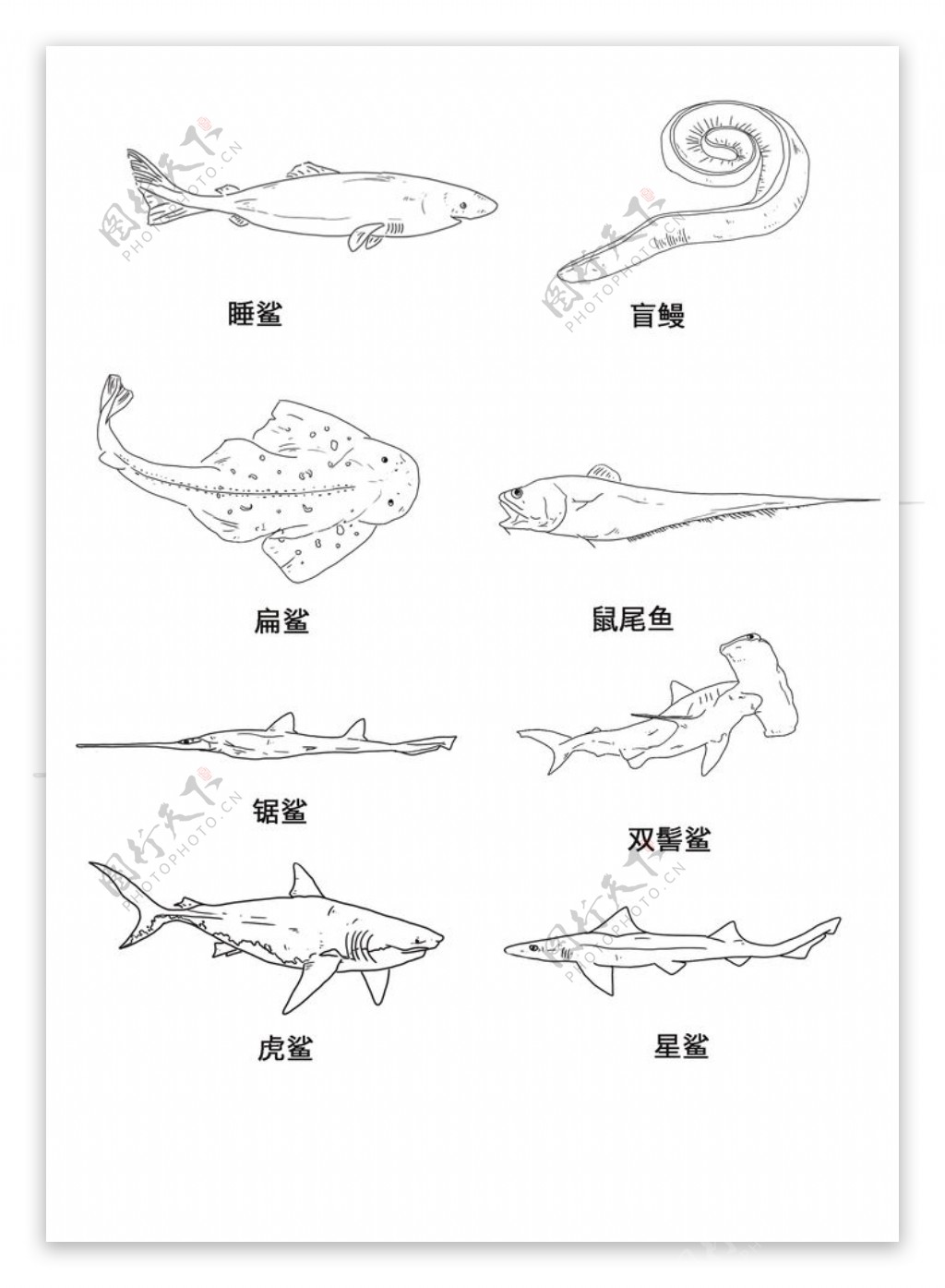 海洋生物