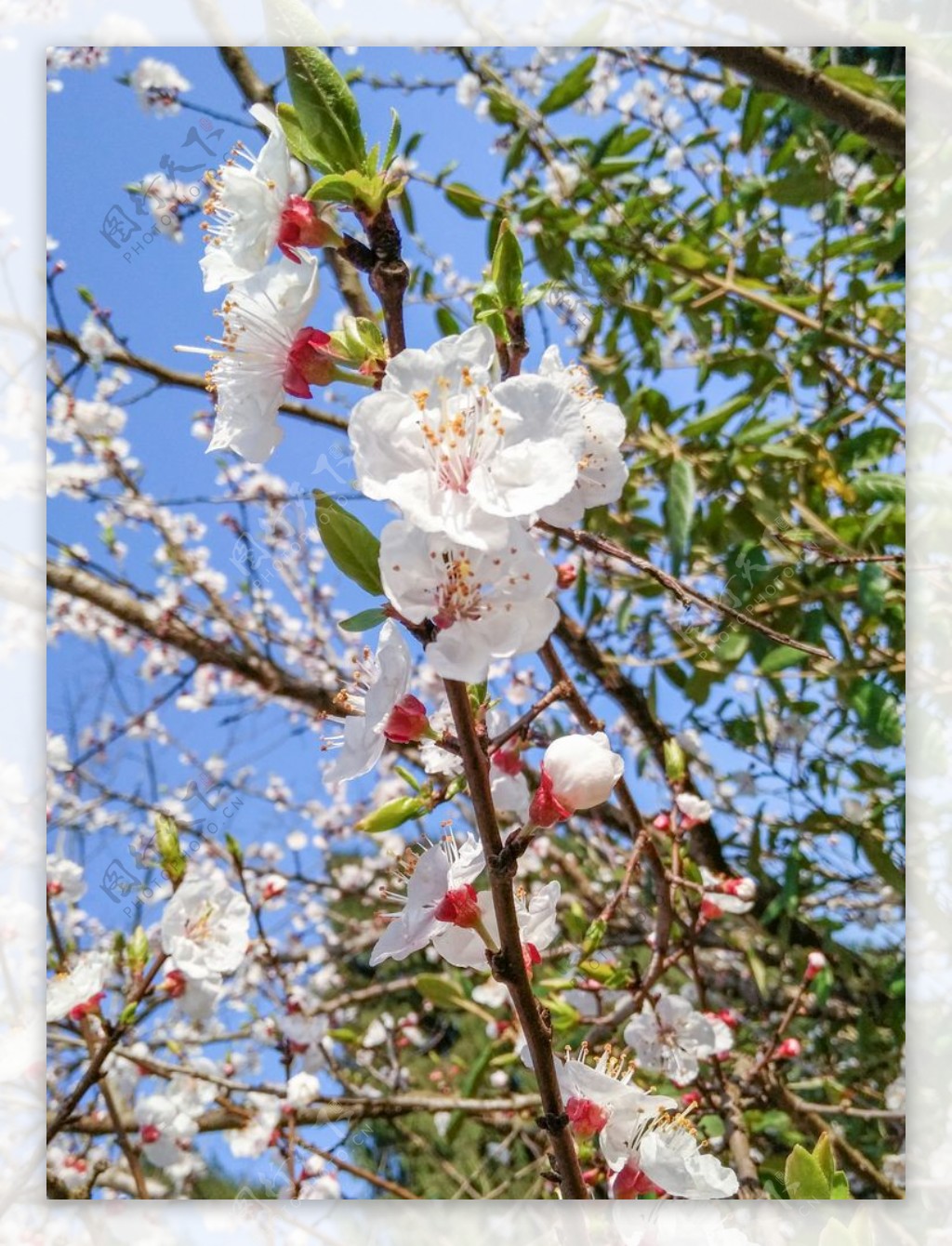 山桃花春天花卉春暖花开