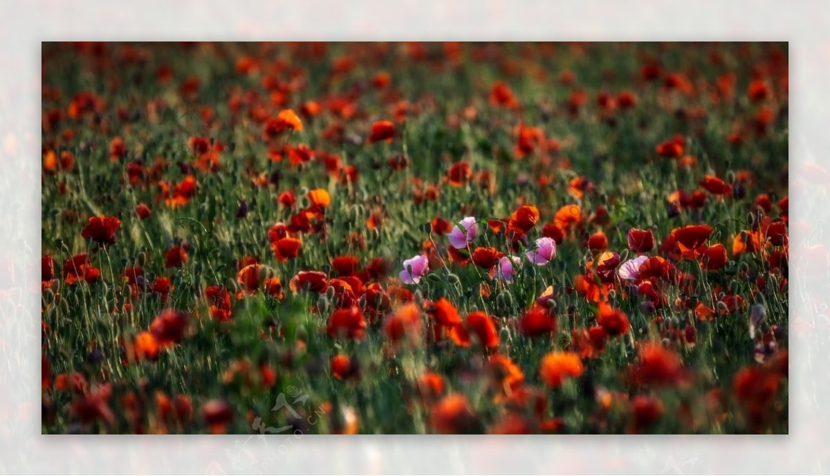 红色花朵草地植物背景