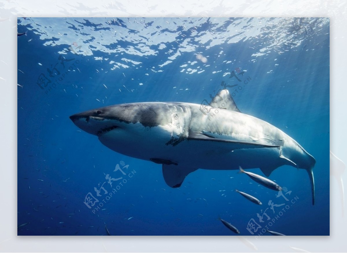 海洋鲨鱼摄影图__鱼类_生物世界_摄影图库_昵图网nipic.com
