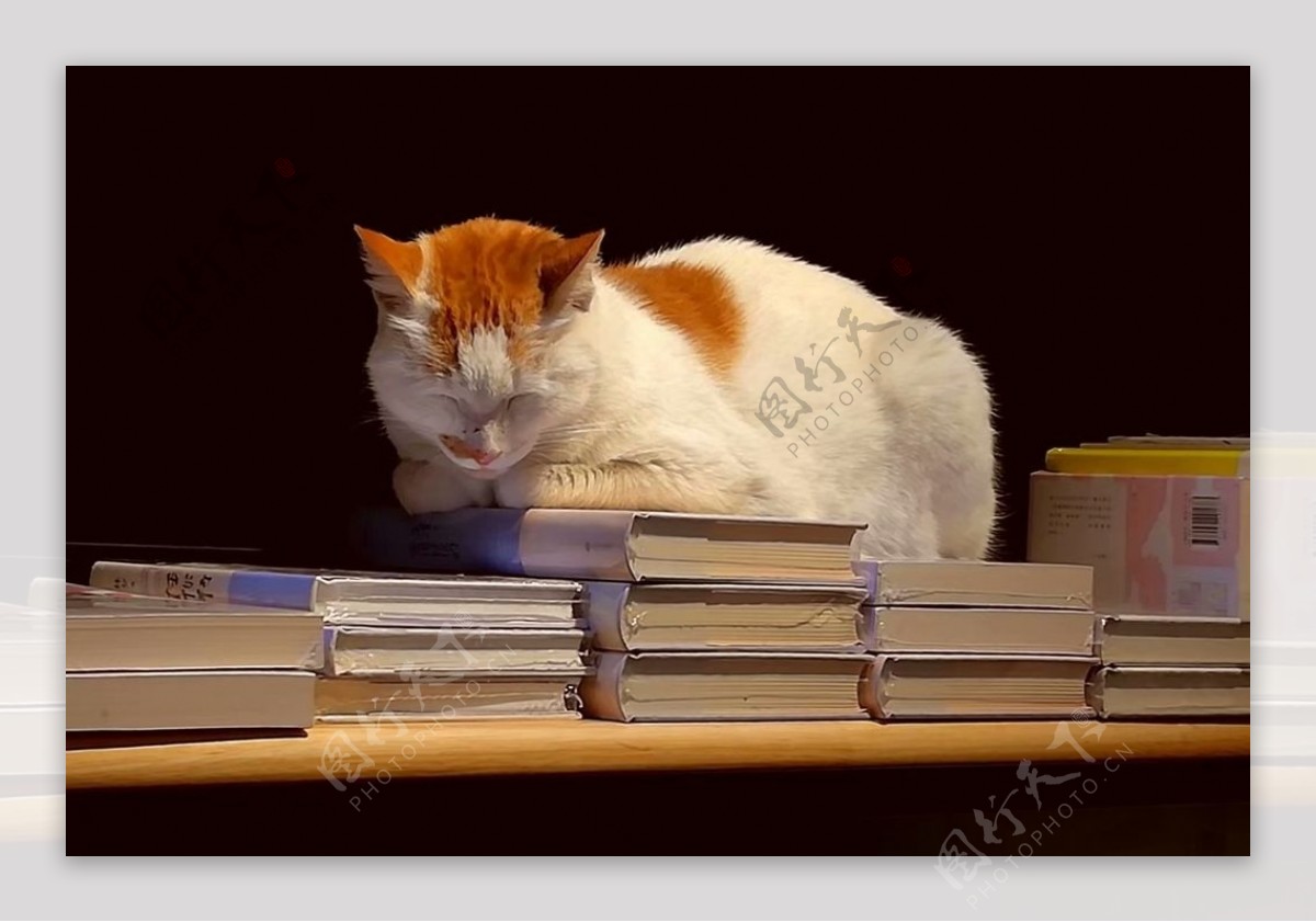 猫咪与书